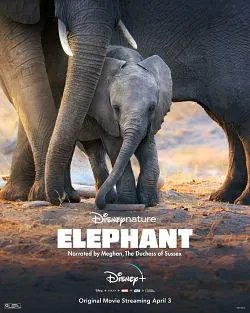 poster Elephant